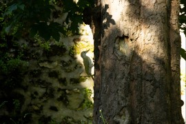 IMG_7734