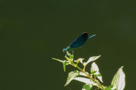 IMG_7764