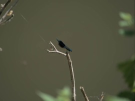 P6100033