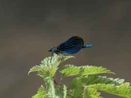 P6100042