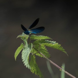 P6100043